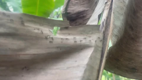 Ants walking on brown leaves Stock Footage 212427373