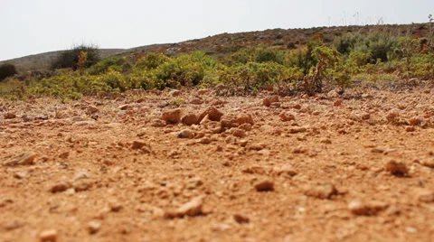 Ants Walking In Desert Stock Footage 36742638