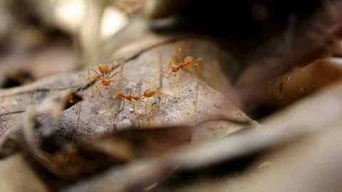 Ants walking on dry leaf Stock Footage 87328088