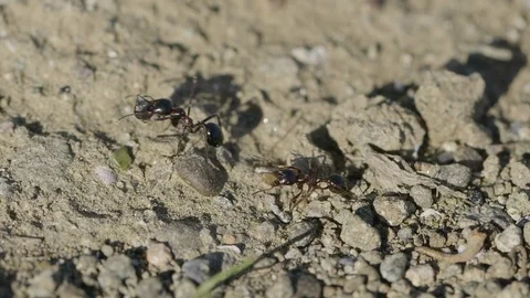 Ants walking Stock Footage 102885542