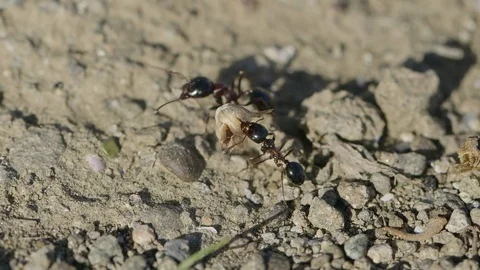 Ants walking Stock Footage 102885675