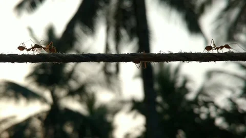 Ants walking Stock Footage 160327715