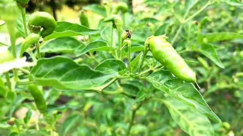 Ants Walking. Stock Footage 212609264