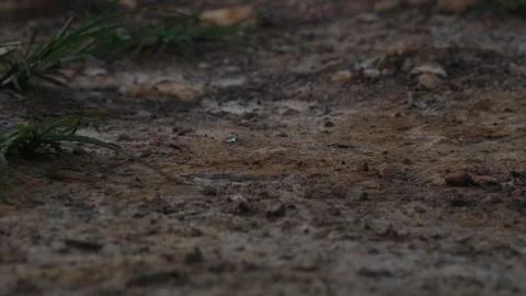 Ants walking Stock Footage 317885063