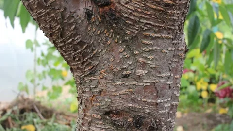 Ants walking in a fruit tree Stock Footage 259521402