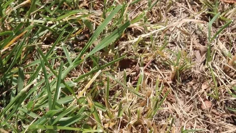 Ants walking in the grass Video stock 76129515