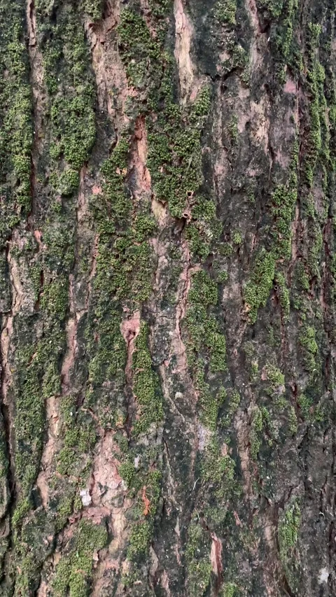 Ants walking on green moss attached to tree bark Stock Footage 276191585