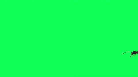 Ants Walking on Green Screen 04 Stock Footage 222773064