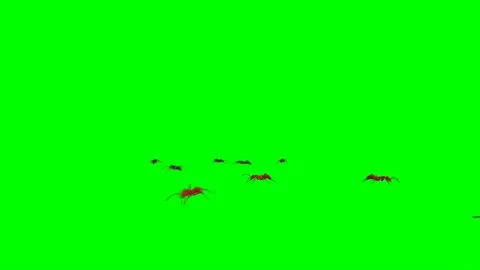 Ants Walking on Green Screen 05 Stock Footage 222773157