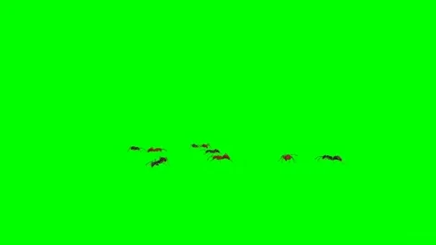 Ants Walking on Green Screen 06 Stock Footage 222773156