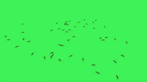 Ants Walking on Green Screen 07 Stock Footage 222773154