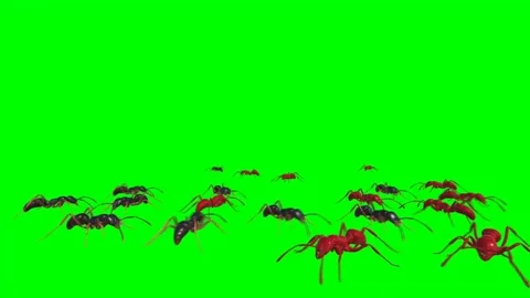 Ants Walking on Green Screen 09 Stock Footage 222773230