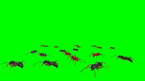 Ants Walking on Green Screen 12 Stock Footage 222773264