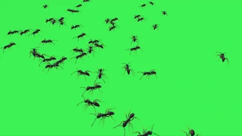 Ants Walking on Green Screen 13 Stock-Footage 222773301
