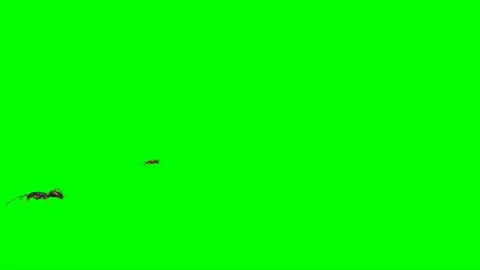 Ants Walking on Green Screen 14 Stock Footage 222773041