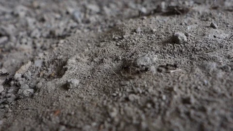 Ants walking on a ground in chain, close-up, full hd. Stock Footage 110689335