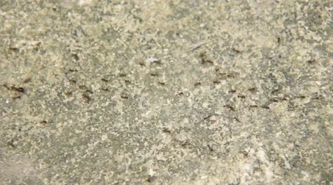 Ants walking on the ground Stock Footage 42521088