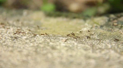 Ants walking on the ground Stock Footage 42541787