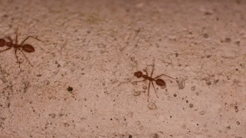 Ants walking on the ground Stock Footage 83858143