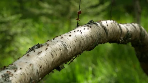 Ants walking on a laying tree trunk Stock Footage 98299723