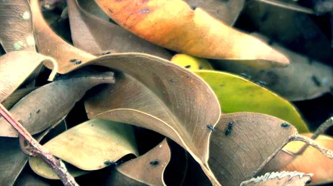 Ants Walking On Leaves Stock Footage 33796014