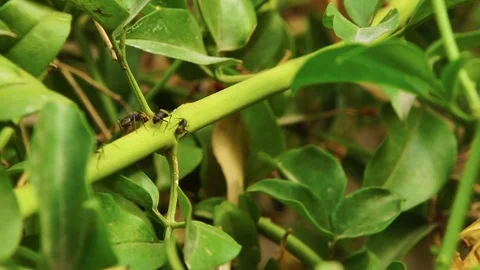 Ants walking in line Stock Footage 123654431
