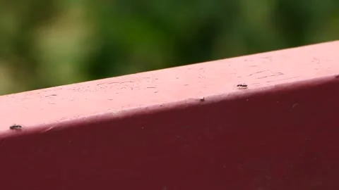 Ants walking on a metal surface Stock Footage 244923376