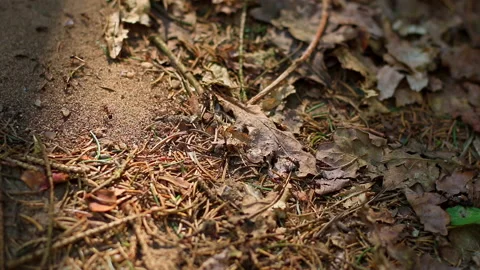 Ants walking one after the other across a forest floor macro Stock Footage 239051220