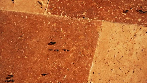 Ants walking over concrete path Stock Footage 144912197