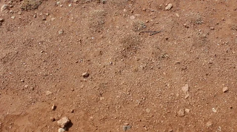 Ants Walking Over Sandy Desert Overhead Shot Video stock 36742227