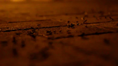 Ants walking on pavement Vídeos de archivo 29644430