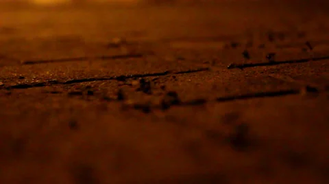 Ants walking on pavement at night Vidéo 29644503