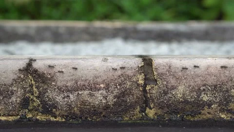 Ants walking on paving block Stock Footage 211789718