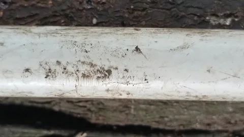 Ants walking on the pipe Video stock 196774307