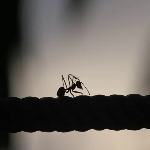 Ants walking on a rope Stock Footage 69568034