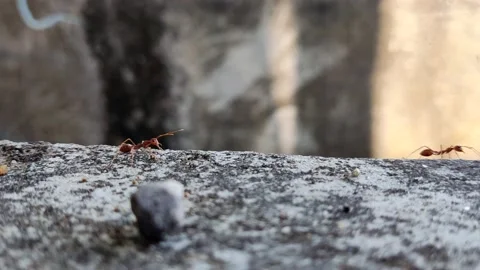 Ants walking on stone cement. 4K footage Stock Footage 220904496