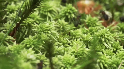 Ants walking through green foliage Stock Footage 53226053
