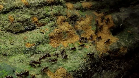 Ants walking on timber. Stock Footage 95813939