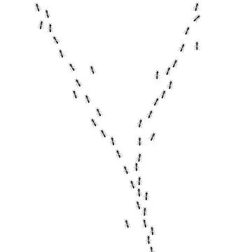 Ants walking in trail. Ant path isolated in white background. Vector Stock-Illustration