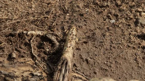 Ants walking on a trail in the dirt Stock Footage 337765205