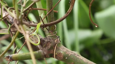 Ants walking on tree branches Video stock 244513826