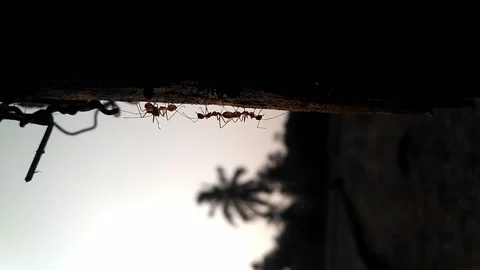 Ants walking up a tree Stock Footage 209314355