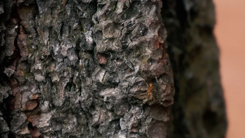 Ants walking in the tree, insect life. Video stock 126358050