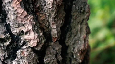 Ants walking in the tree, insect life. Video stock 126358051