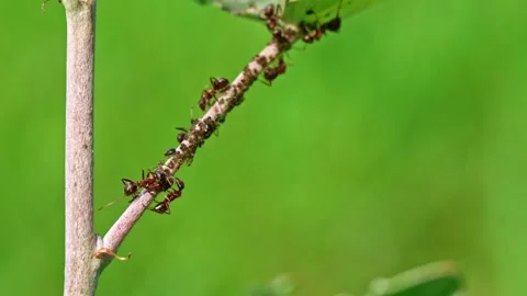 Ants walking on tree trunk with blur green nature background. macro close up Stock Footage 248441416