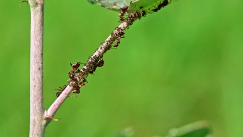 Ants walking on tree trunk with blur green nature background. macro close up Stock Footage 249676630