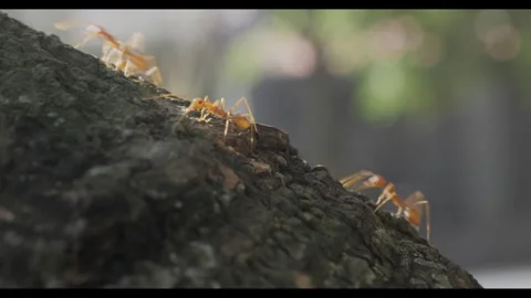 Ants walking on a tree trunk Stock Footage 314083824