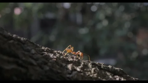 Ants walking on a tree trunk Stock Footage 314083841
