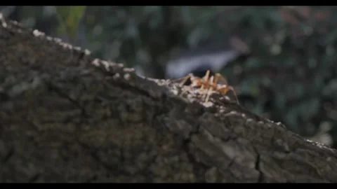 Ants walking on a tree trunk Stock Footage 314083842