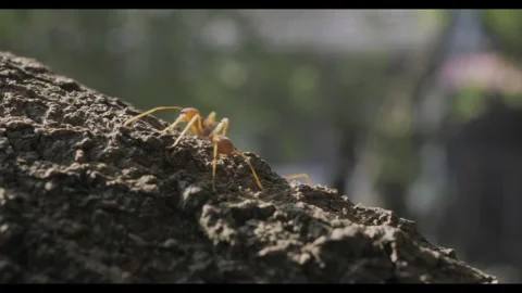 Ants walking on a tree trunk Stock Footage 314083845